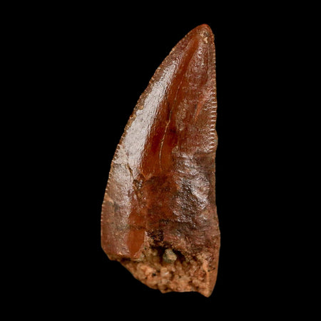 0.8" Abelisaur Serrated Tooth Fossil Cretaceous Age Dinosaur Morocco COA, Display