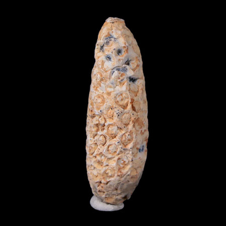 1.9" Fossil Pine Cone Equicalastrobus Replaced By Agate Eocene Age Seeds Fruit