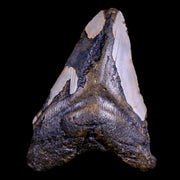 XXL 4.7" Megalodon Shark Tooth Serrated Fossil Natural Miocene Age COA