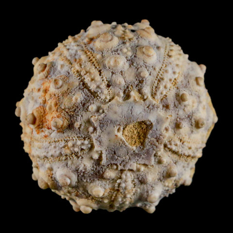 34MM Detailed Fossil Goniopygus Sp Sea Urchin Echinoid Cretaceous Morocco - Fossil Age Minerals
