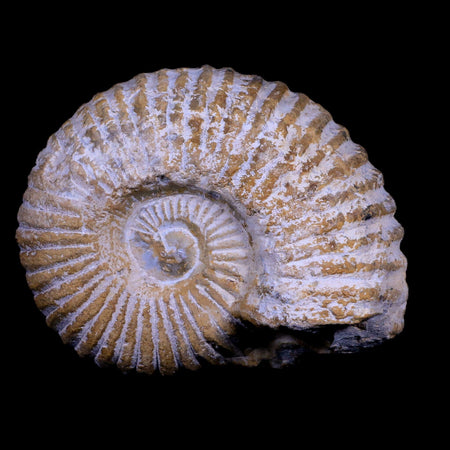 3.5" Acanthoceras Ammonite Fossil Agadir Morocco 360 Million Year Old COA