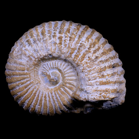 3.5" Acanthoceras Ammonite Fossil Agadir Morocco 360 Million Year Old COA - Fossil Age Minerals
