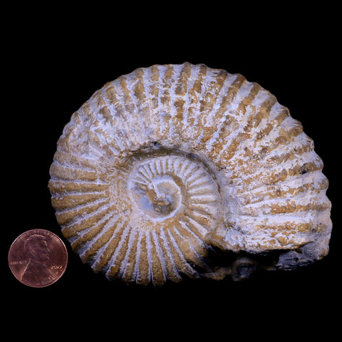 3.5" Acanthoceras Ammonite Fossil Agadir Morocco 360 Million Year Old COA - Fossil Age Minerals