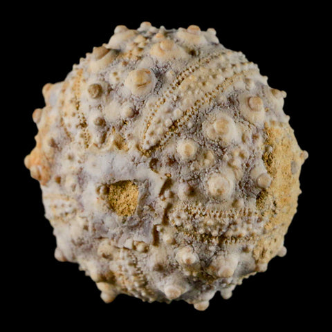 34MM Detailed Fossil Goniopygus Sp Sea Urchin Echinoid Cretaceous Morocco - Fossil Age Minerals