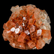 1.8" Aragonite Mineral Two Tone Crystal Cluster Specimen Tazouta Morocco