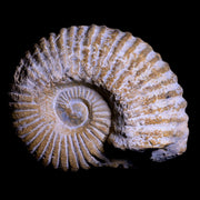 3.5" Acanthoceras Ammonite Fossil Agadir Morocco 360 Million Year Old COA