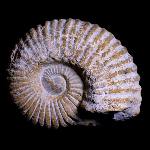 3.5" Acanthoceras Ammonite Fossil Agadir Morocco 360 Million Year Old COA - Fossil Age Minerals