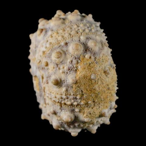 34MM Detailed Fossil Goniopygus Sp Sea Urchin Echinoid Cretaceous Morocco - Fossil Age Minerals