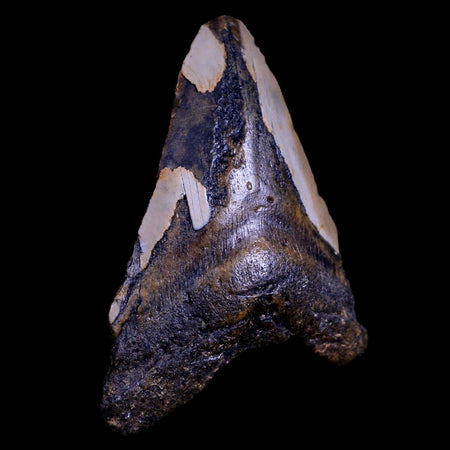 XXL 4.7" Megalodon Shark Tooth Serrated Fossil Natural Miocene Age COA