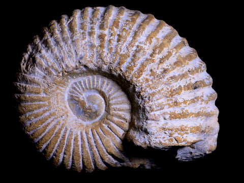 3.5" Acanthoceras Ammonite Fossil Agadir Morocco 360 Million Year Old COA - Fossil Age Minerals