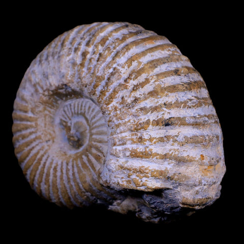 3.5" Acanthoceras Ammonite Fossil Agadir Morocco 360 Million Year Old COA - Fossil Age Minerals