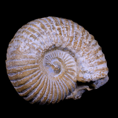 3.5" Acanthoceras Ammonite Fossil Agadir Morocco 360 Million Year Old COA - Fossil Age Minerals