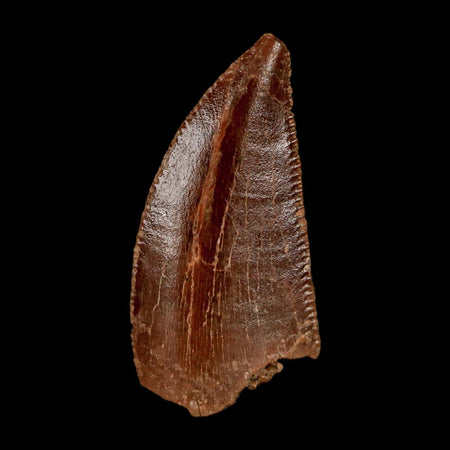 0.7" Abelisaur Serrated Tooth Fossil Cretaceous Age Dinosaur Morocco COA, Display