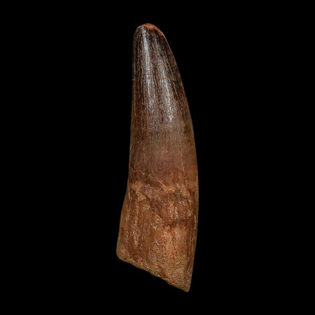 XL 3.9" Spinosaurus Fossil Tooth 100 Million Years Old Cretaceous Dinosaur COA