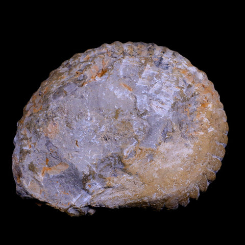 3.5" Acanthoceras Ammonite Fossil Agadir Morocco 360 Million Year Old COA - Fossil Age Minerals