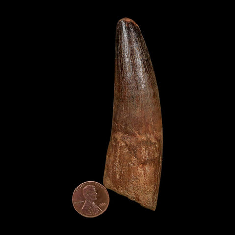 XL 3.9" Spinosaurus Fossil Tooth 100 Million Years Old Cretaceous Dinosaur COA
