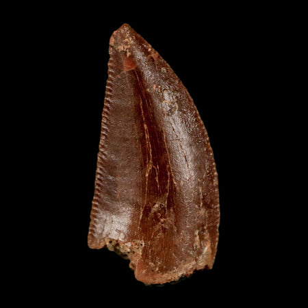 0.7" Abelisaur Serrated Tooth Fossil Cretaceous Age Dinosaur Morocco COA, Display