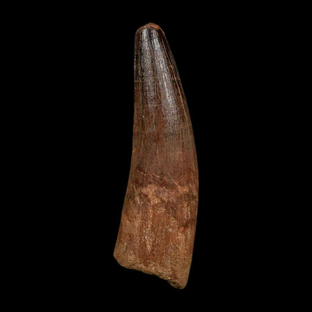 XL 3.9" Spinosaurus Fossil Tooth 100 Million Years Old Cretaceous Dinosaur COA