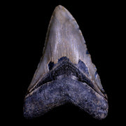 XXL 4.2" Quality Megalodon Shark Tooth Serrated Fossil Natural Miocene Age COA