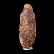 1.9" Fossil Pine Cone Equicalastrobus Replaced By Agate Eocene Age Seeds Fruit