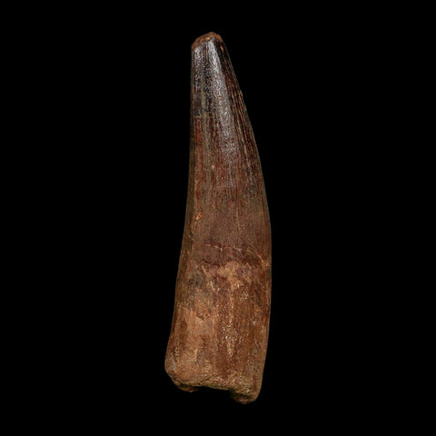 XL 3.9" Spinosaurus Fossil Tooth 100 Million Years Old Cretaceous Dinosaur COA