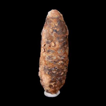 1.9" Fossil Pine Cone Equicalastrobus Replaced By Agate Eocene Age Seeds Fruit