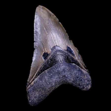 XXL 4.2" Quality Megalodon Shark Tooth Serrated Fossil Natural Miocene Age COA