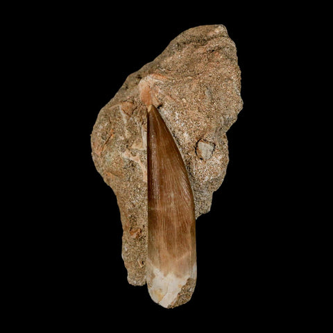 XXL 2.6" Plesiosaur Zarafasaura Tooth Fossil In Matrix Cretaceous Dinosaur Era COA - Fossil Age Minerals