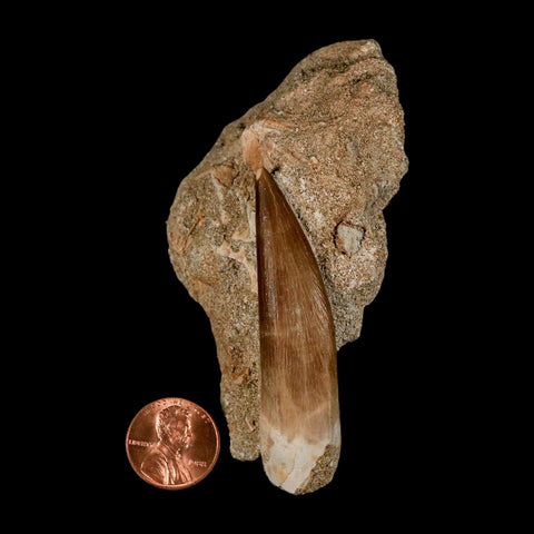 XXL 2.6" Plesiosaur Zarafasaura Tooth Fossil In Matrix Cretaceous Dinosaur Era COA - Fossil Age Minerals