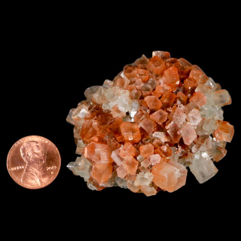 2.3" Aragonite Mineral Two Tone Crystal Cluster Specimen Tazouta Morocco - Fossil Age Minerals
