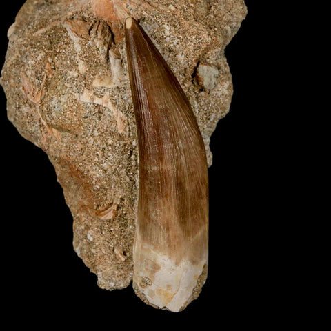 XXL 2.6" Plesiosaur Zarafasaura Tooth Fossil In Matrix Cretaceous Dinosaur Era COA - Fossil Age Minerals