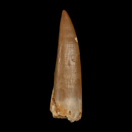 1.7" Plesiosaur Zarafasaura Tooth Fossil Cretaceous Dinosaur Era COA, Stand