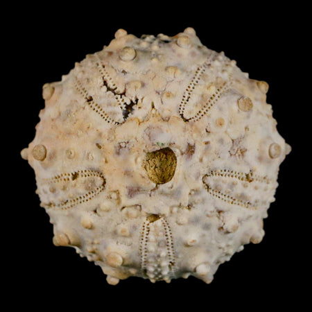 32MM Detailed Fossil Goniopygus Sp Sea Urchin Echinoid Cretaceous Morocco