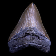 XXL 4.4" Quality Megalodon Shark Tooth Serrated Fossil Natural Miocene Age COA