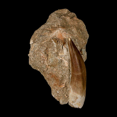 XXL 2.6" Plesiosaur Zarafasaura Tooth Fossil In Matrix Cretaceous Dinosaur Era COA - Fossil Age Minerals