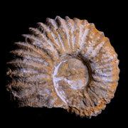 2.9" Acanthoceras Ammonite Fossil Agadir Morocco 360 Million Year Old COA