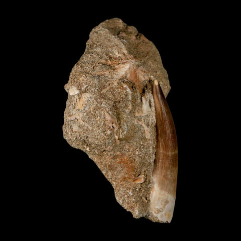 XXL 2.6" Plesiosaur Zarafasaura Tooth Fossil In Matrix Cretaceous Dinosaur Era COA - Fossil Age Minerals