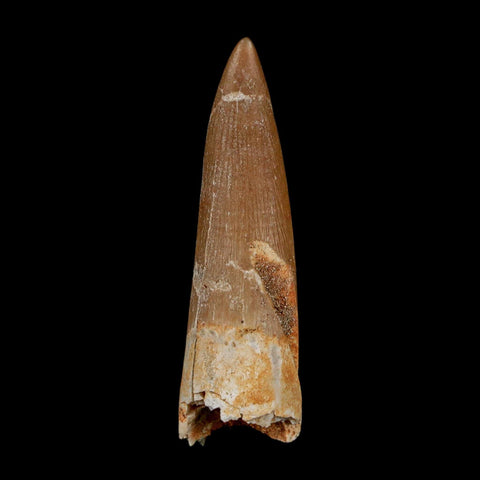 1.7" Plesiosaur Zarafasaura Tooth Fossil Cretaceous Dinosaur Era COA, Stand - Fossil Age Minerals