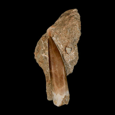 XXL 2.6" Plesiosaur Zarafasaura Tooth Fossil In Matrix Cretaceous Dinosaur Era COA - Fossil Age Minerals