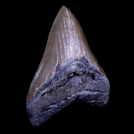 XXL 4.4" Quality Megalodon Shark Tooth Serrated Fossil Natural Miocene Age COA