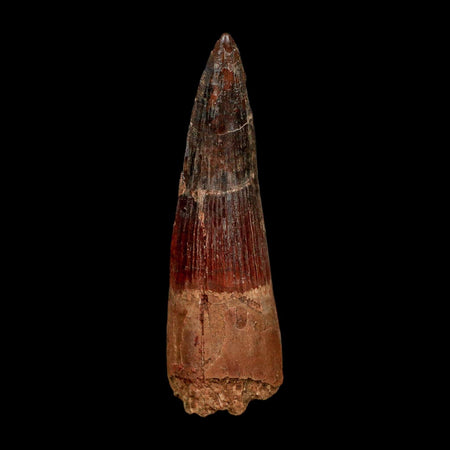 XL 3.6" Spinosaurus Fossil Tooth 100 Million Years Old Cretaceous Dinosaur COA