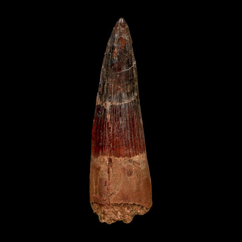 XL 3.6" Spinosaurus Fossil Tooth 100 Million Years Old Cretaceous Dinosaur COA - Fossil Age Minerals