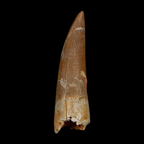 1.7" Plesiosaur Zarafasaura Tooth Fossil Cretaceous Dinosaur Era COA, Stand - Fossil Age Minerals