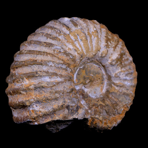 2.9" Acanthoceras Ammonite Fossil Agadir Morocco 360 Million Year Old COA - Fossil Age Minerals