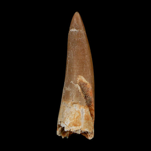 1.7" Plesiosaur Zarafasaura Tooth Fossil Cretaceous Dinosaur Era COA, Stand - Fossil Age Minerals
