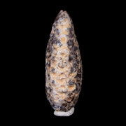 1.8" Fossil Pine Cone Equicalastrobus Replaced By Agate Eocene Age Seeds Fruit