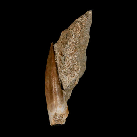 XXL 2.6" Plesiosaur Zarafasaura Tooth Fossil In Matrix Cretaceous Dinosaur Era COA - Fossil Age Minerals