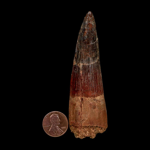 XL 3.6" Spinosaurus Fossil Tooth 100 Million Years Old Cretaceous Dinosaur COA - Fossil Age Minerals