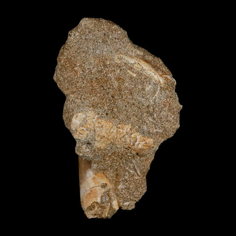 XXL 2.6" Plesiosaur Zarafasaura Tooth Fossil In Matrix Cretaceous Dinosaur Era COA - Fossil Age Minerals