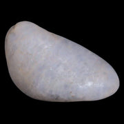 Gastrolites - Gastrolith Stomach Stones For Sale - Fossil Age Minerals